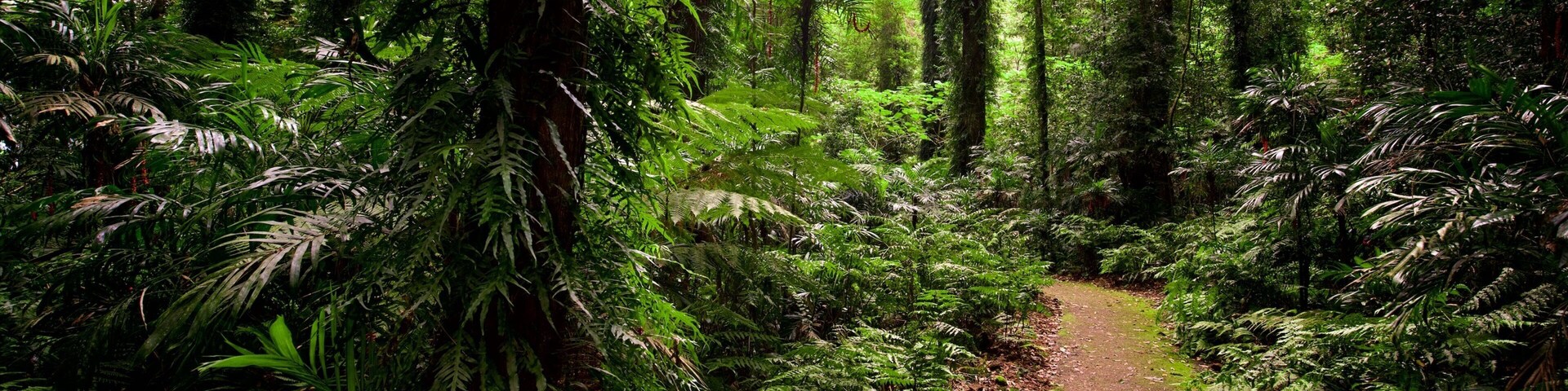 Un sendero en el bosque rodeado de helechos densos y árboles altos.
