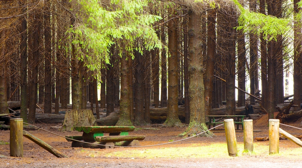 Barrington Tops National Park showing a park and forests