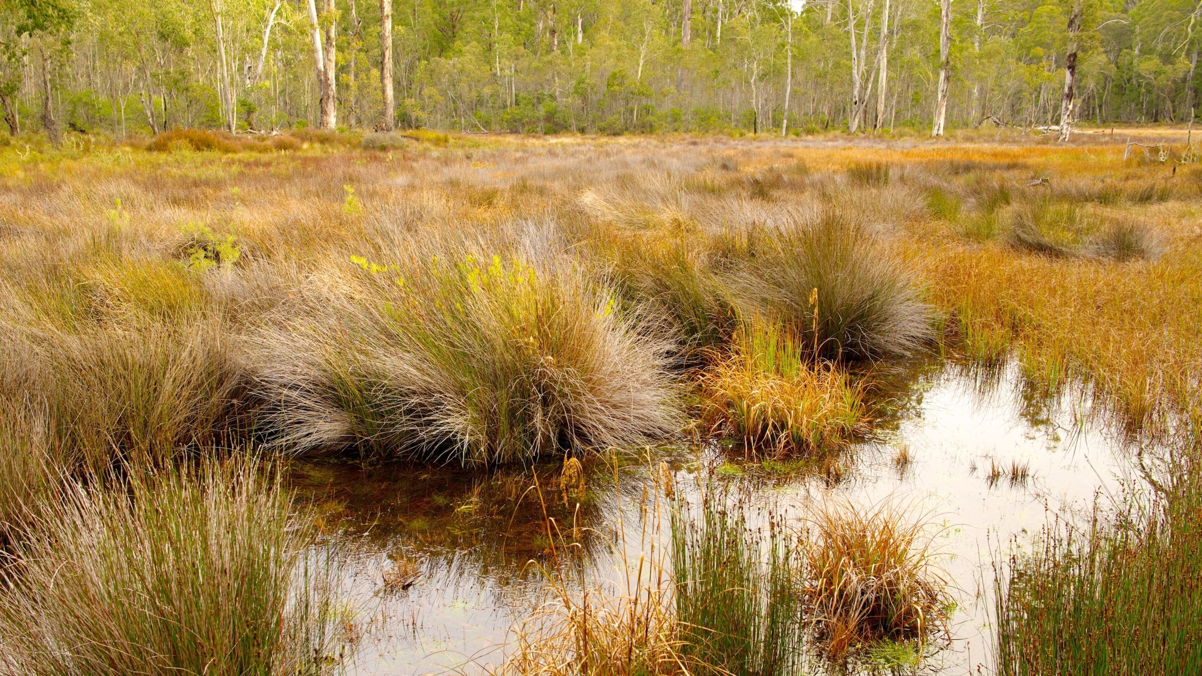 Barrington Tops National Park showing tranquil scenes