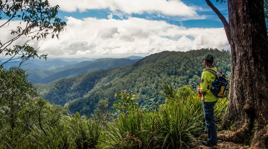 Barrington Tops National Park che include foresta, escursioni o camminate e montagna