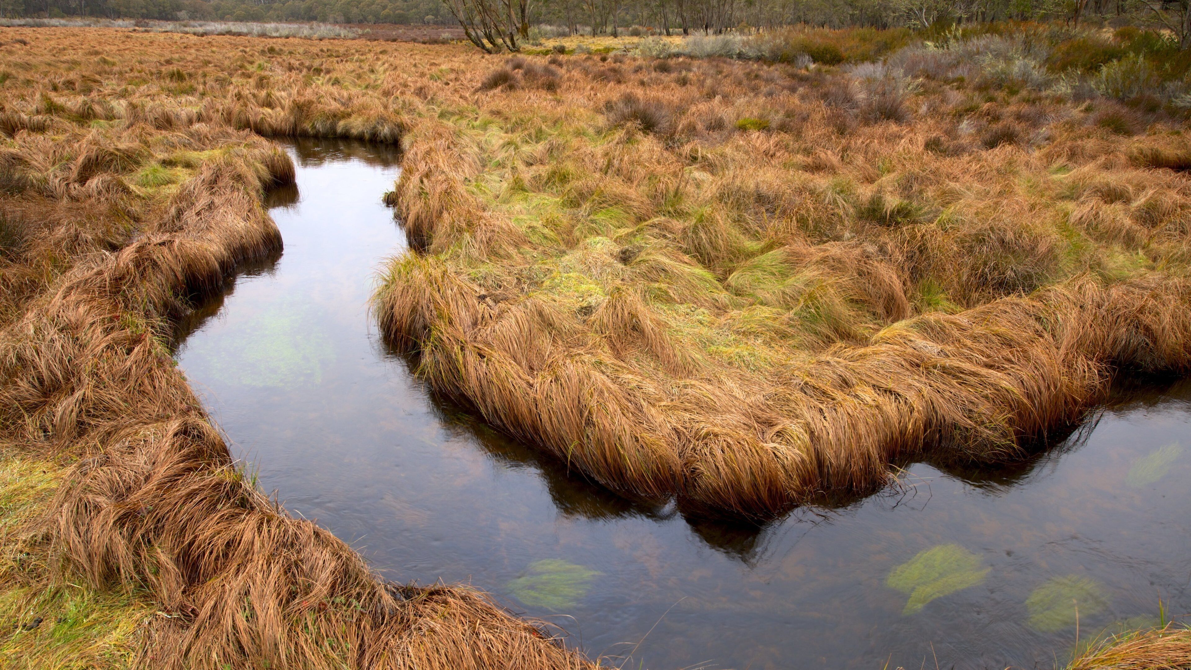 Barrington Tops National Park featuring a river or creek, tranquil scenes and a garden