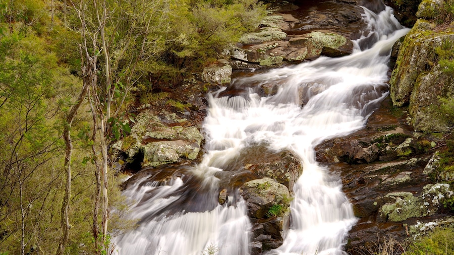 Barrington Tops National Park featuring rapids, a river or creek and forest scenes