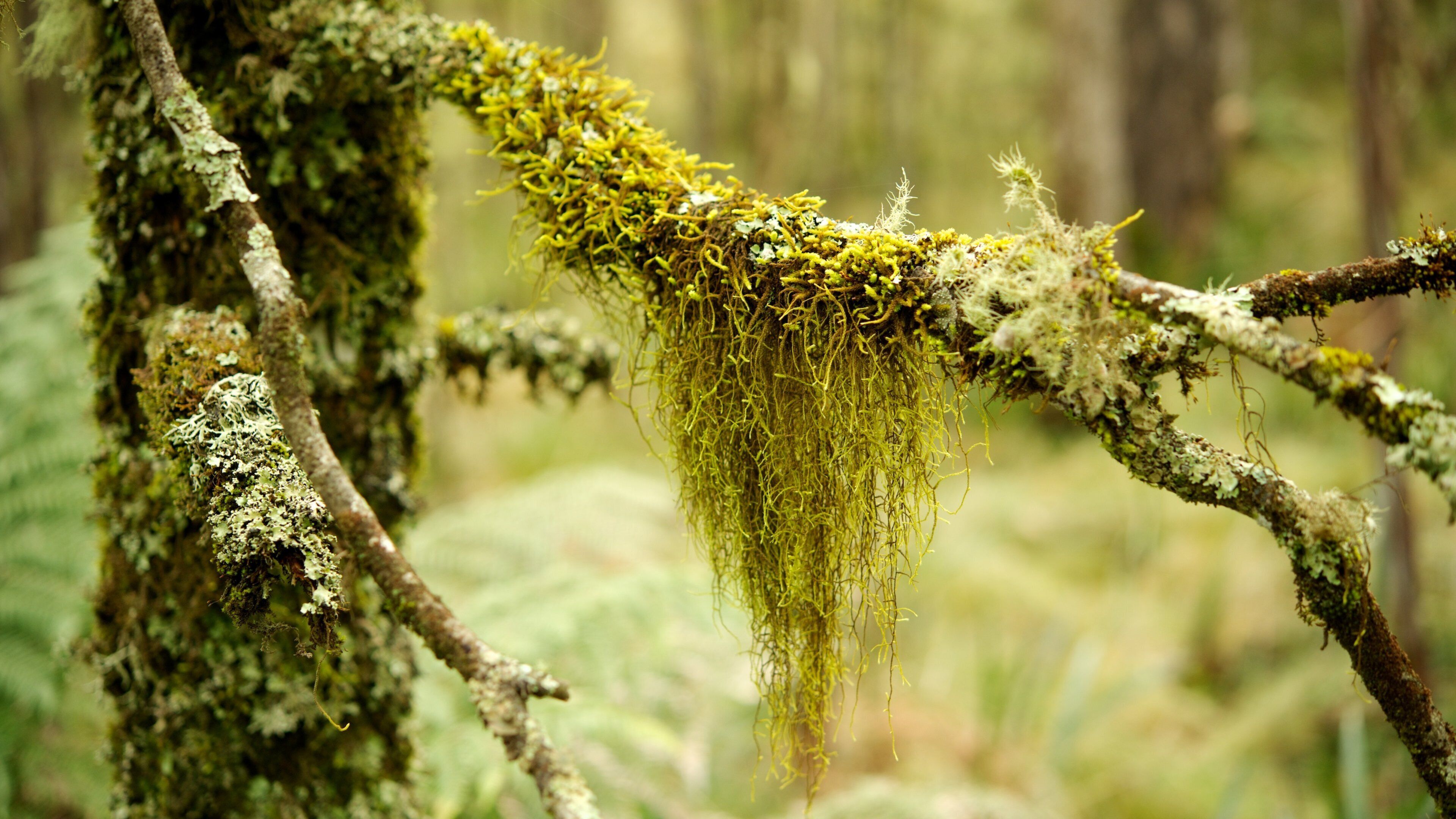 Barrington Tops National Park che include paesaggio forestale