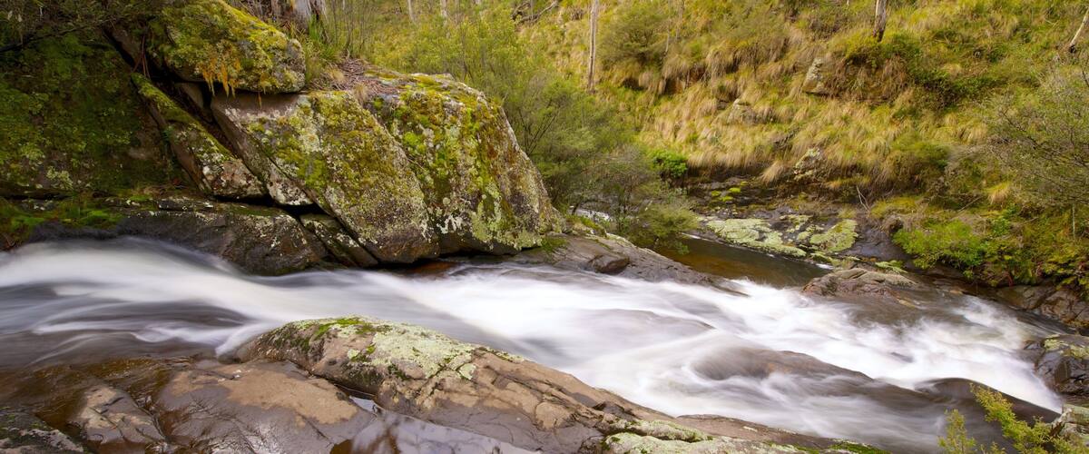 Barrington Tops National Park caracterizando florestas, um rio ou córrego e cenas tranquilas