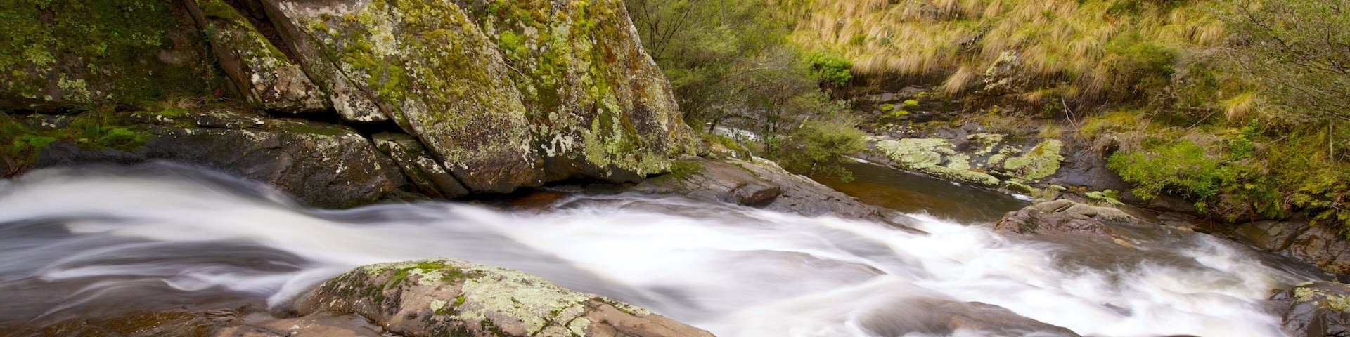 Barrington Tops National Park showing a river or creek, forest scenes and tranquil scenes