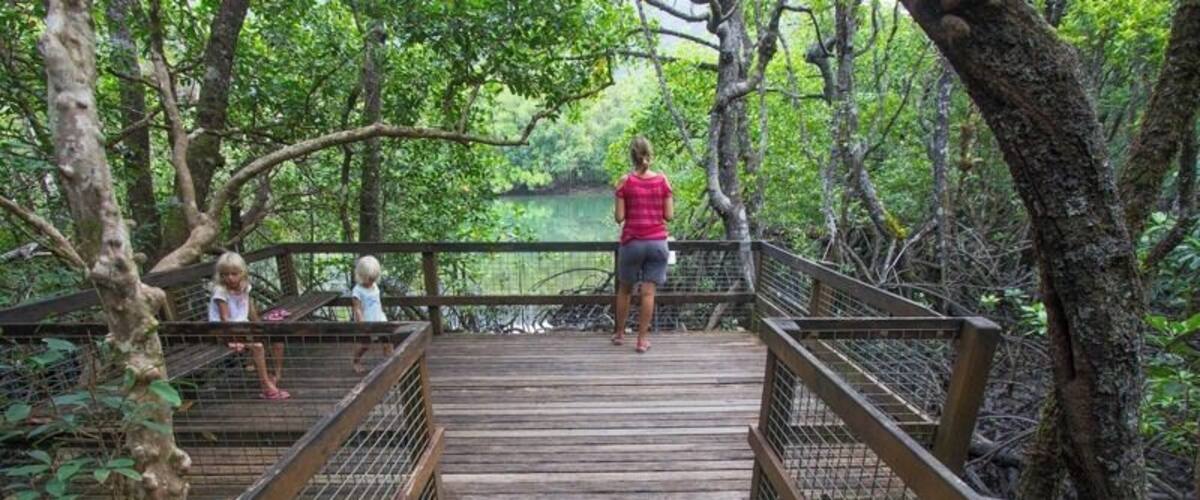 This was one of the prettiest and interesting walks we did in the Daintree.
The 540m interpretative boardwalk follows the creek through a section of rainforest and past the eerily twisting roots and vines of the mangroves to a lookout over Noah Creek. Your eyes will be fascinated. Wear mosquito repellent though as the midges are biting.