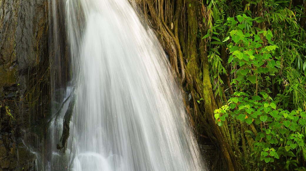 Wooroonooran National Park featuring a cascade