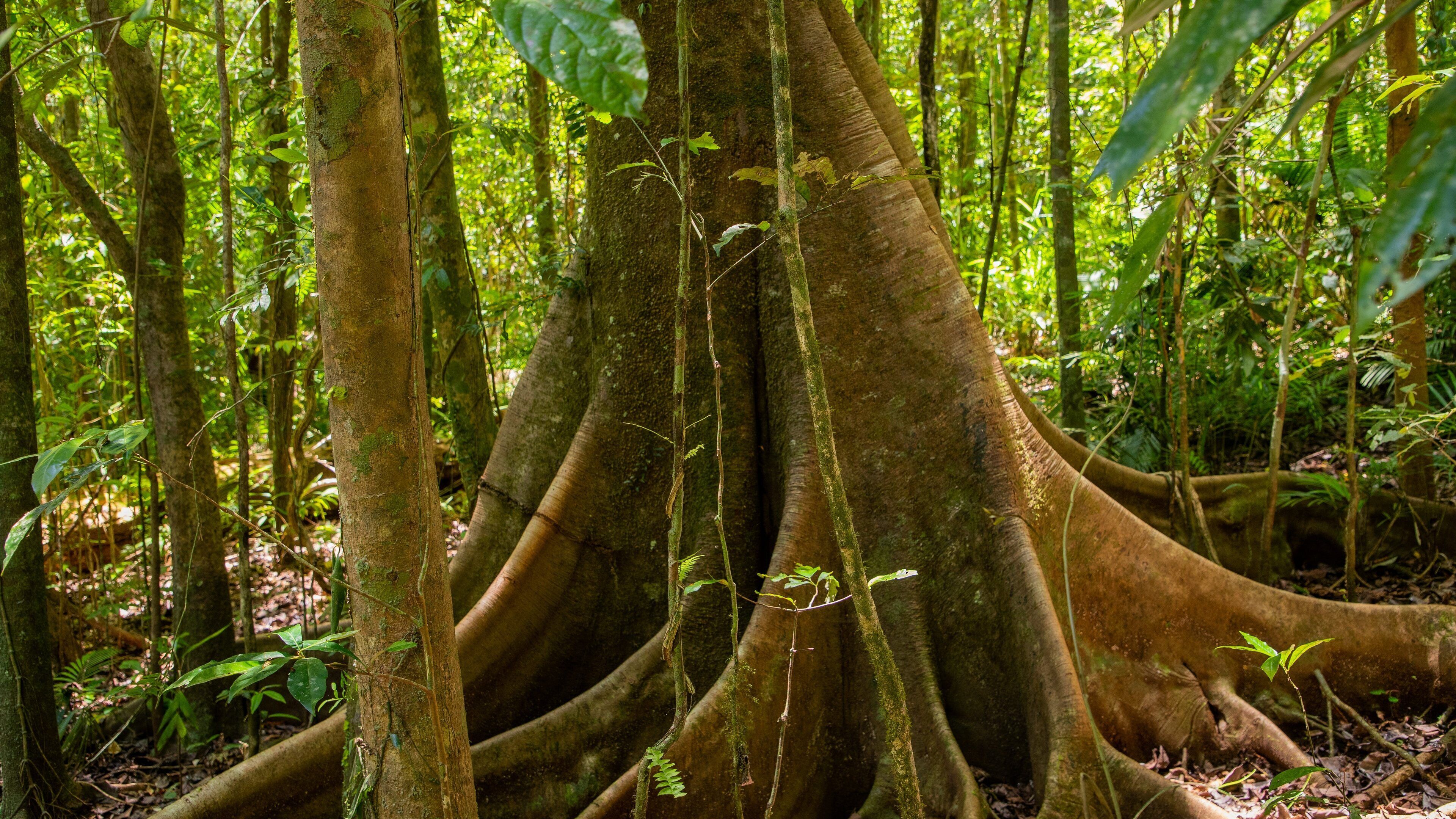 Wooroonooran National Park showing forests