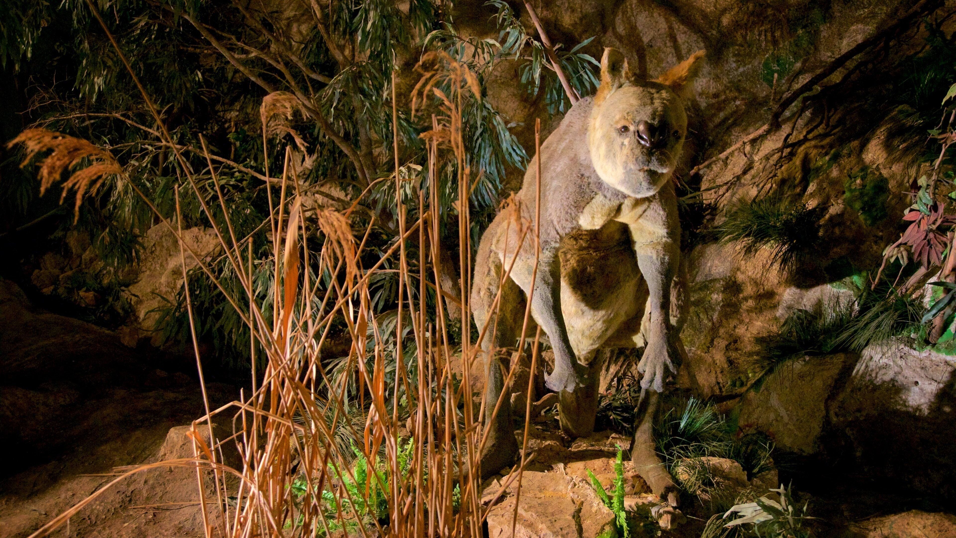 Naracoorte Caves National Park
