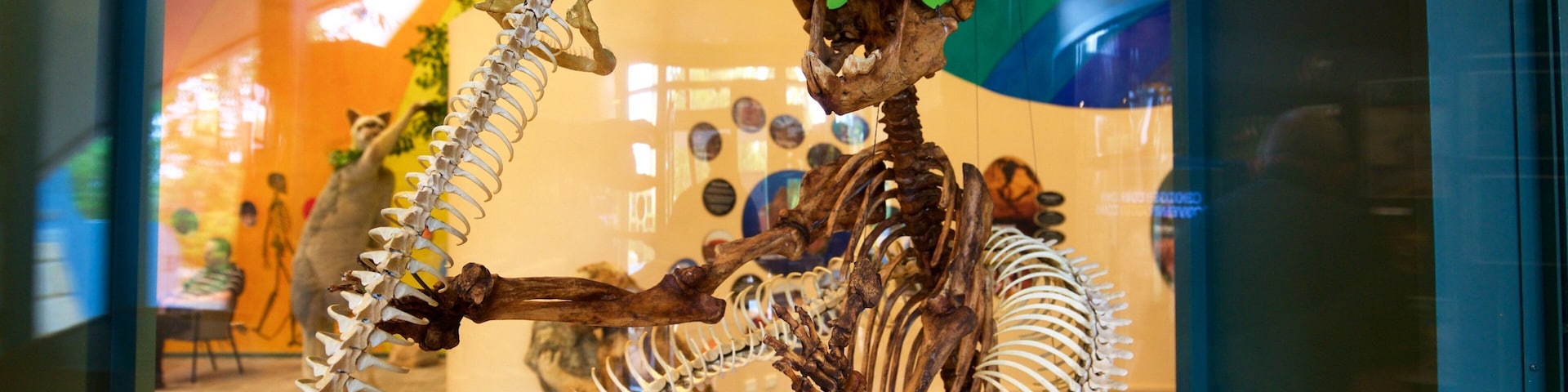 Naracoorte Caves National Park que inclui vistas internas e elementos de patrimônio