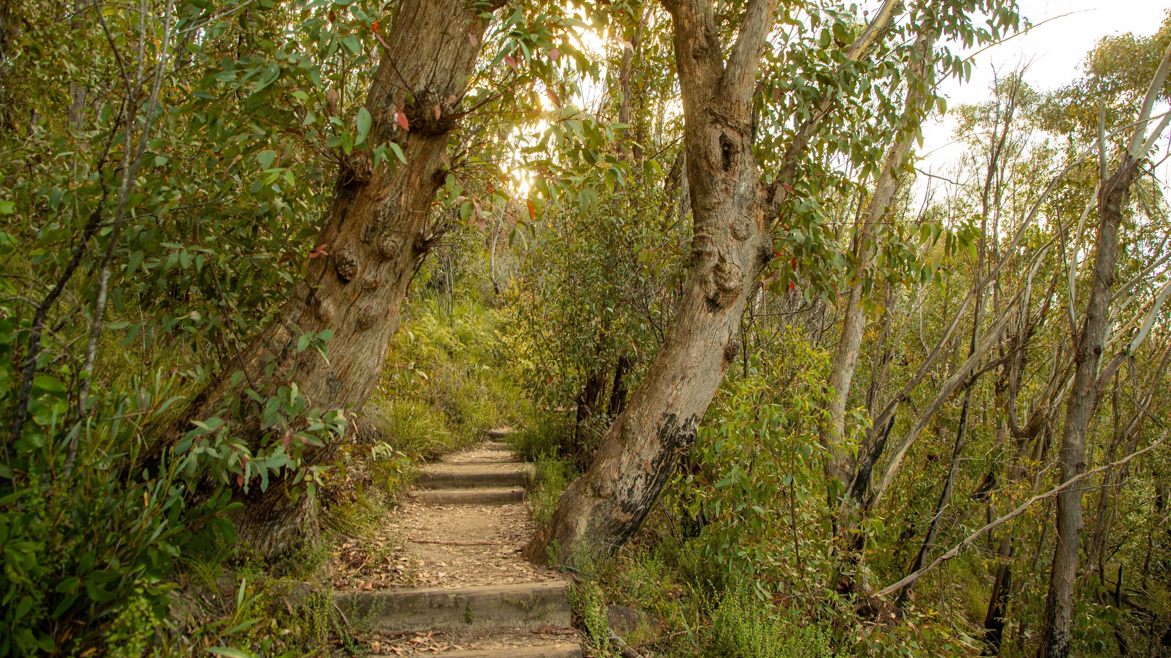 Blue Mountains National Park showing tranquil scenes