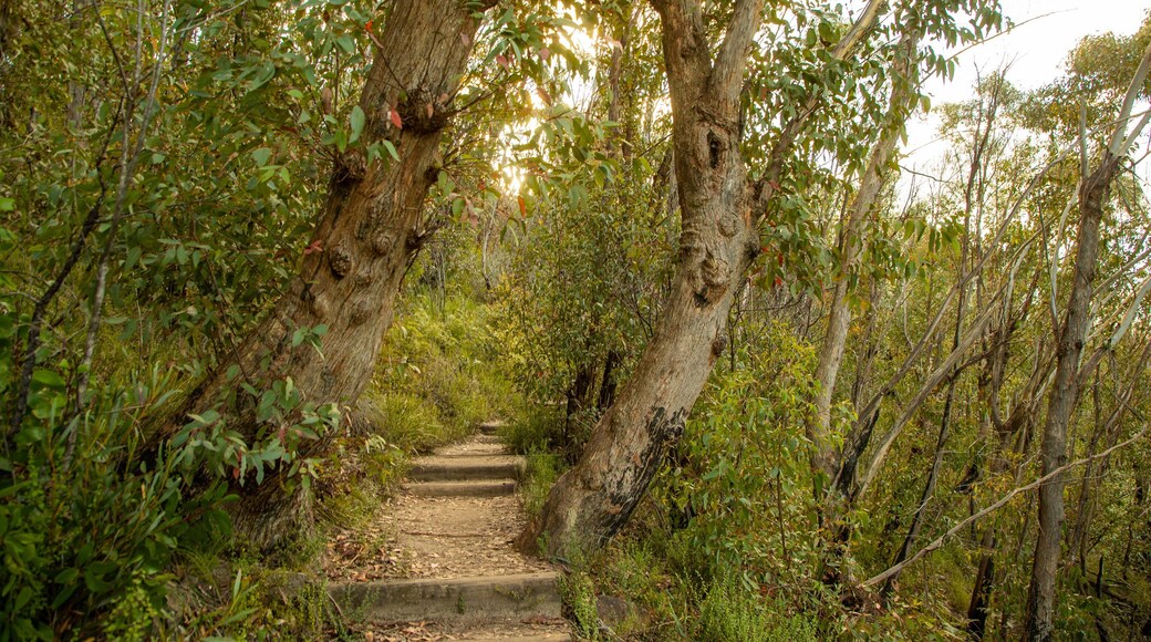 Blue Mountains National Park showing tranquil scenes