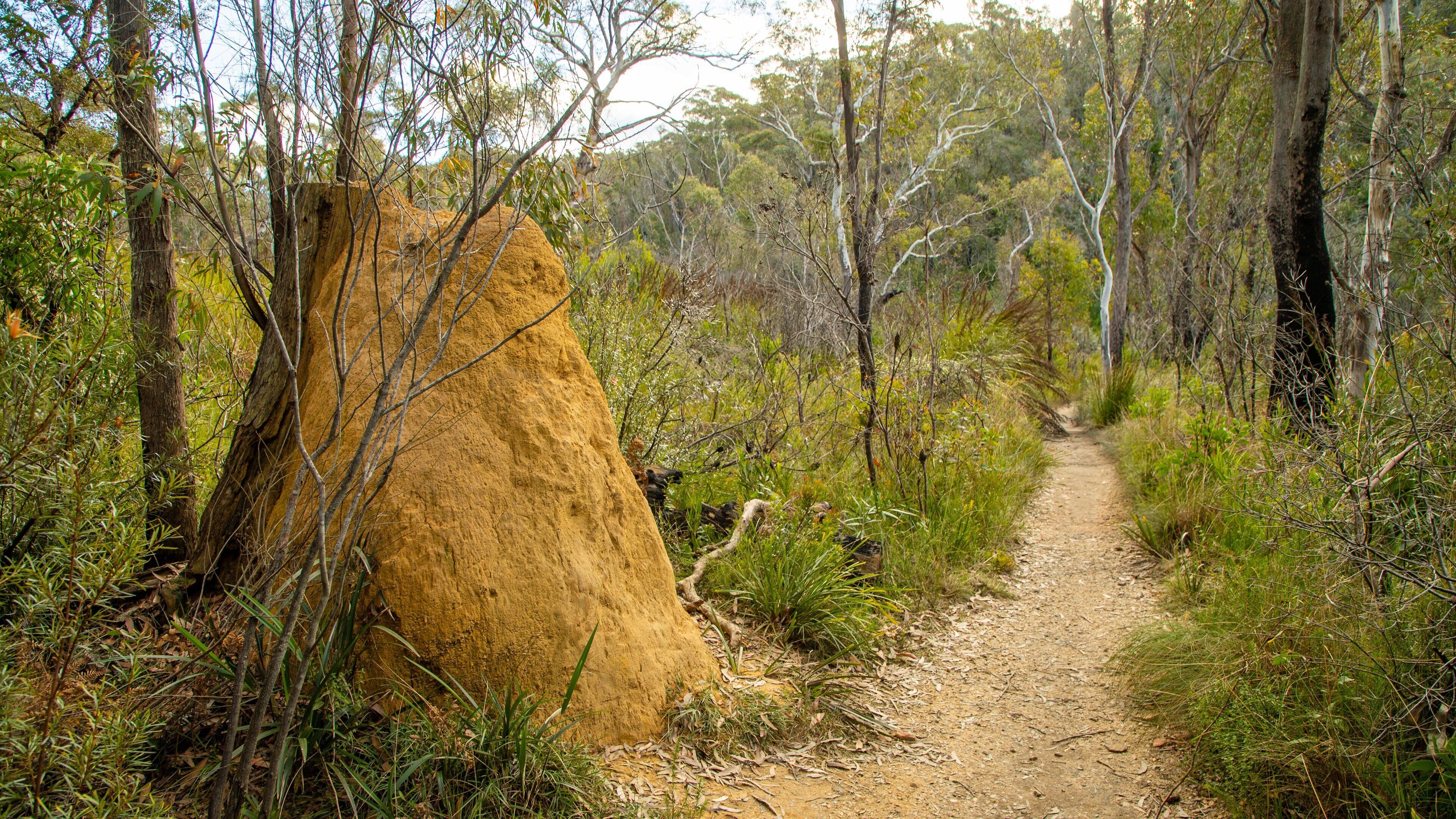 Blue Mountains National Park featuring tranquil scenes