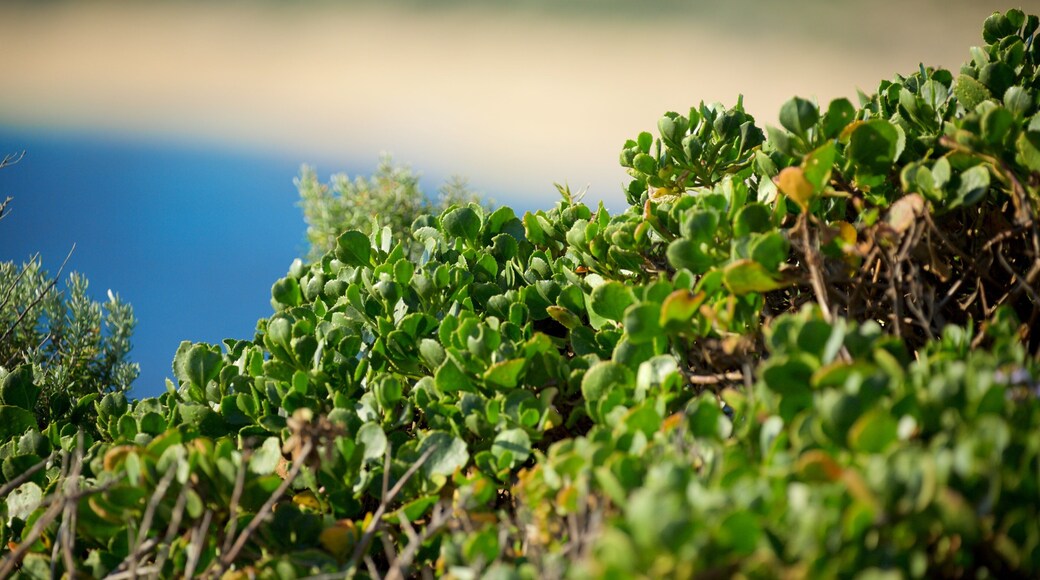 Prevelly Beach showing wildflowers