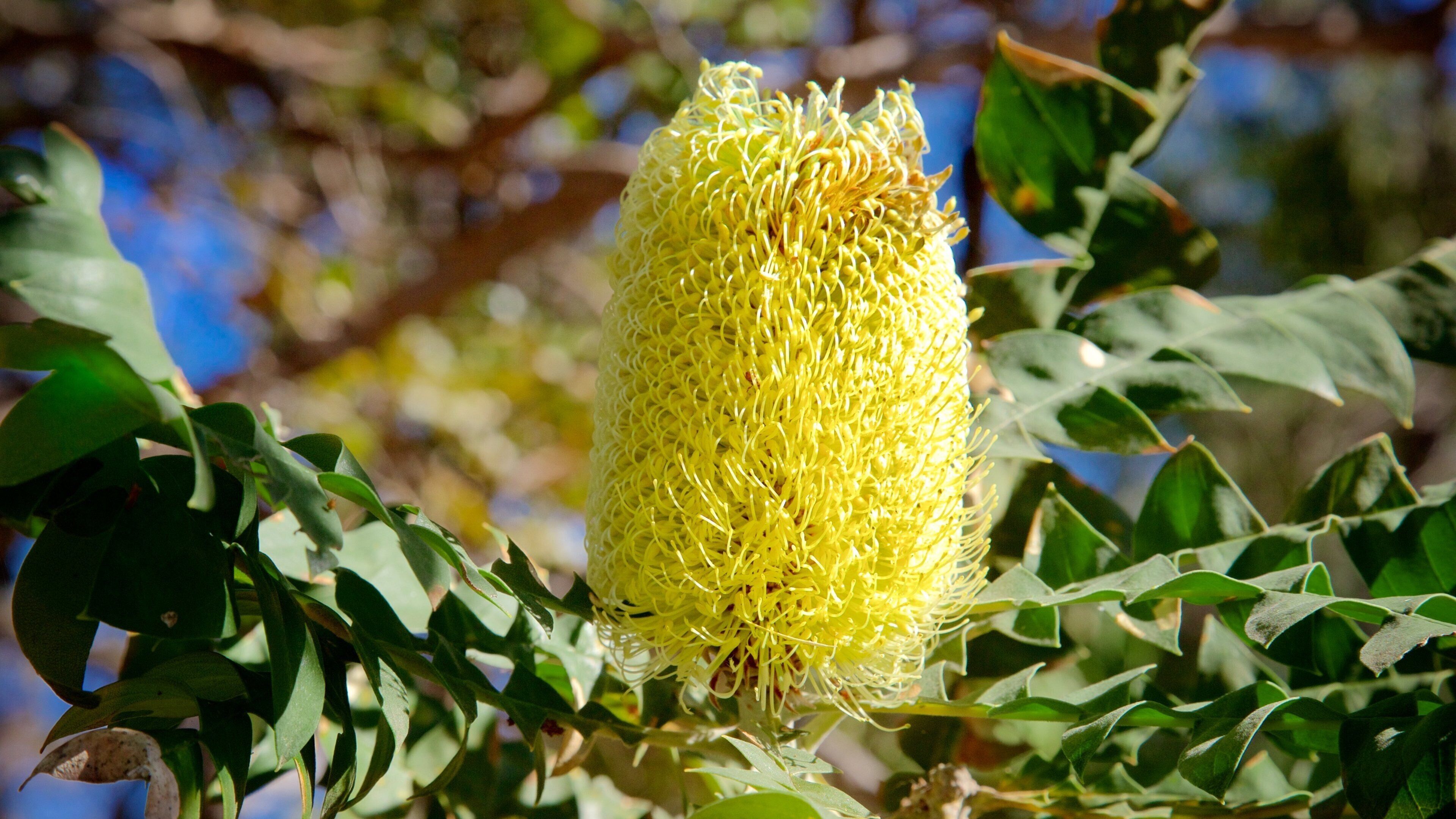 Conto Beach featuring wild flowers