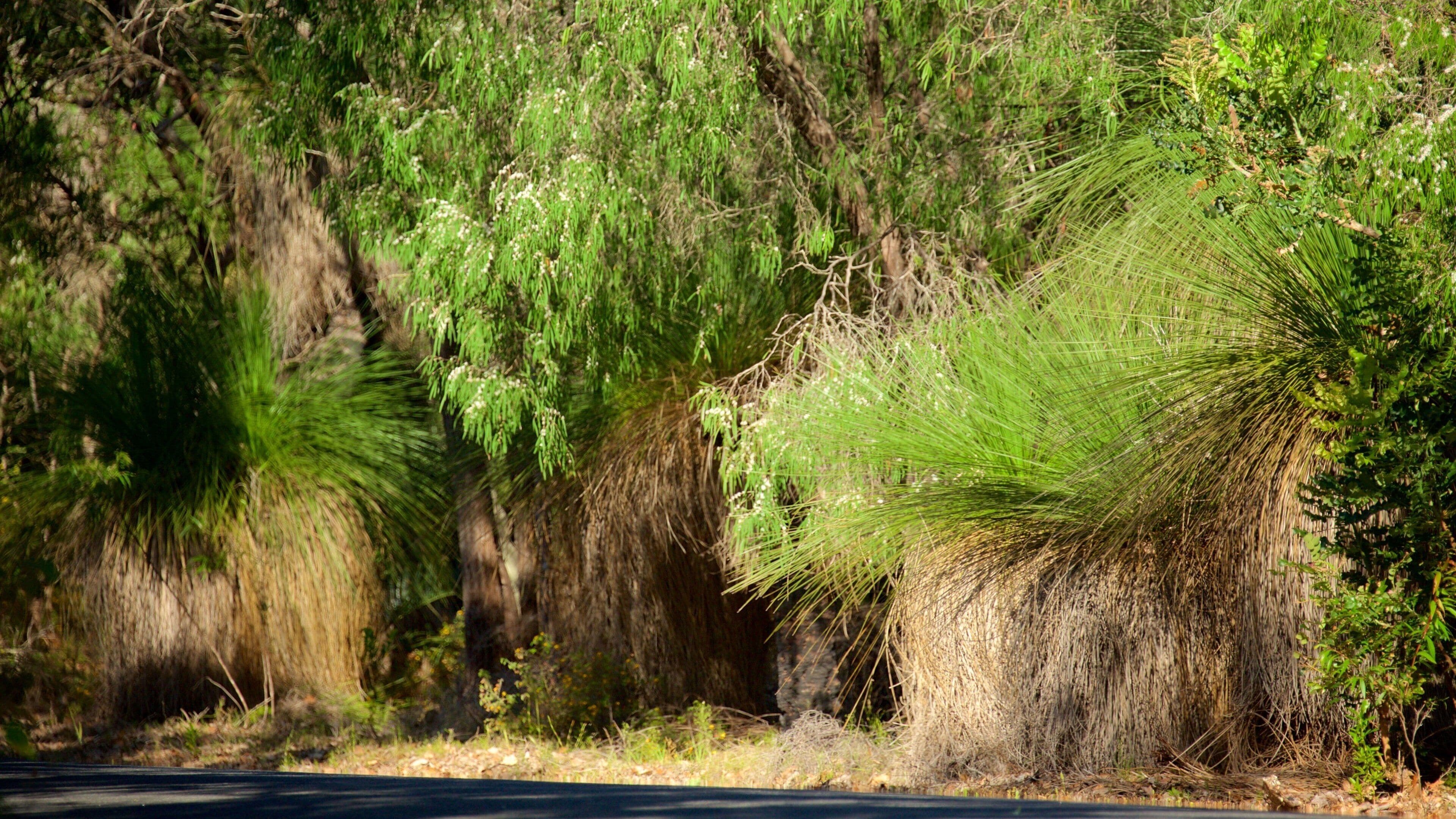 恭朵海灘 其中包括 森林景觀