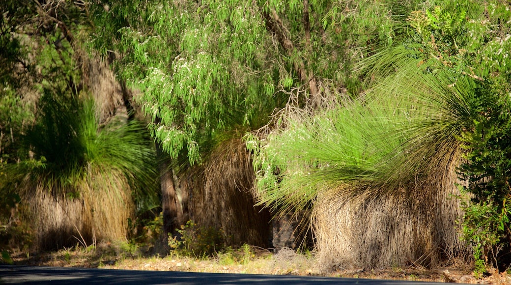 Conto strand som viser skoglandskap