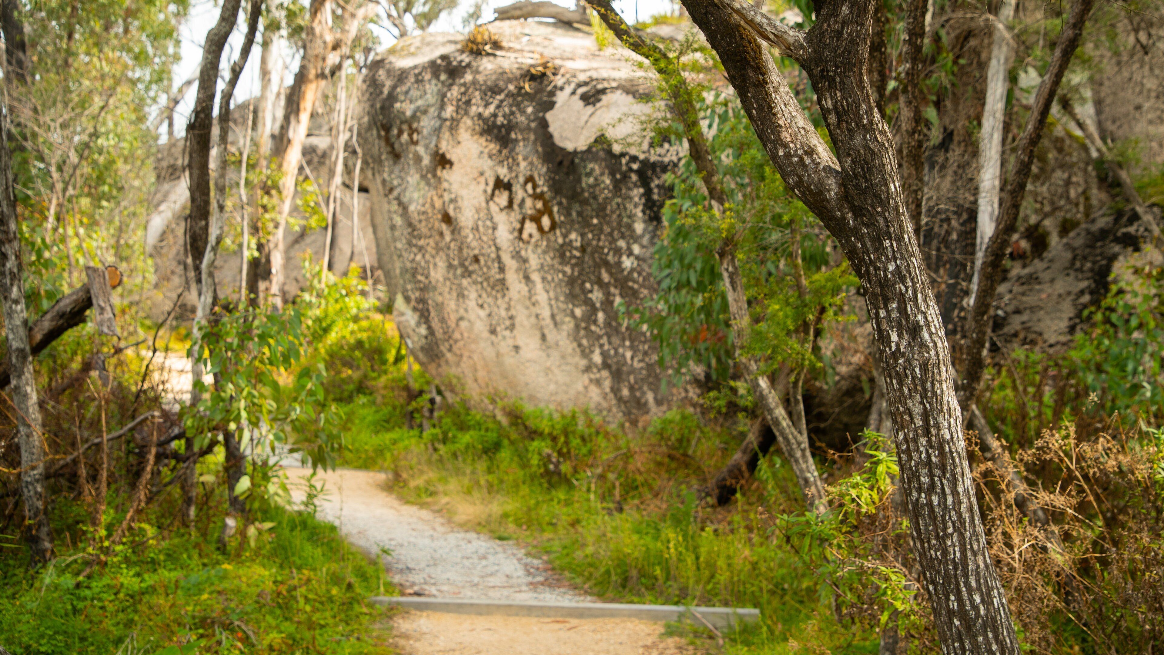 Bald Rock National Park showing tranquil scenes