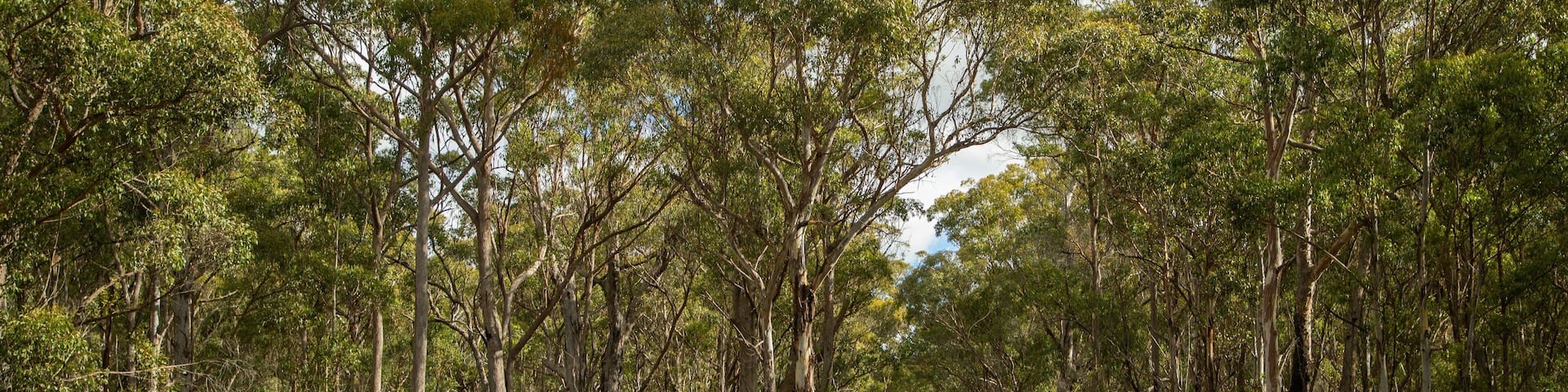 Bald Rock National Park featuring tranquil scenes and signage