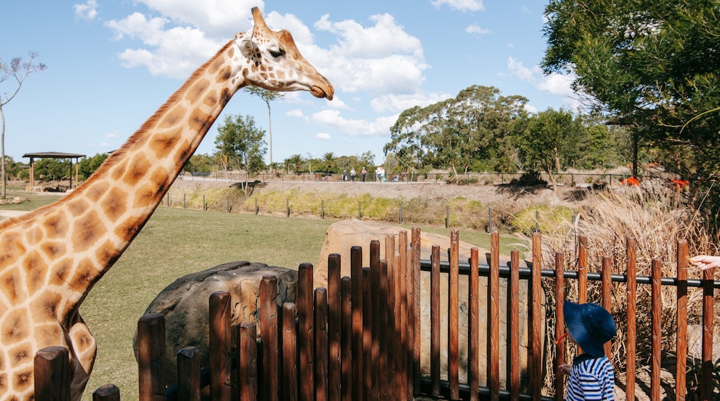 Australia Zoo showing zoo animals and land animals as well as an individual child