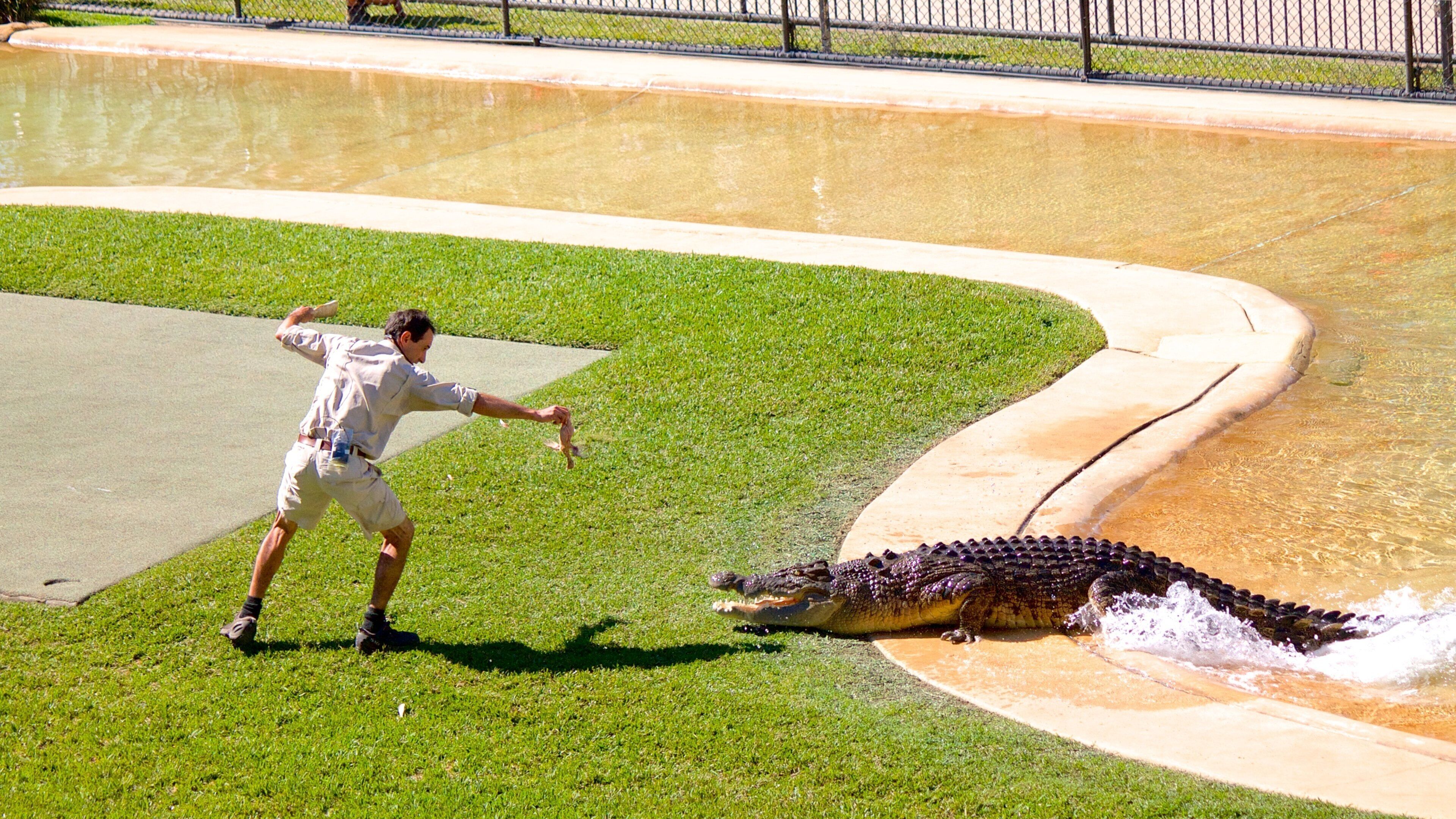 Australia Zoo showing zoo animals, performance art and dangerous animals