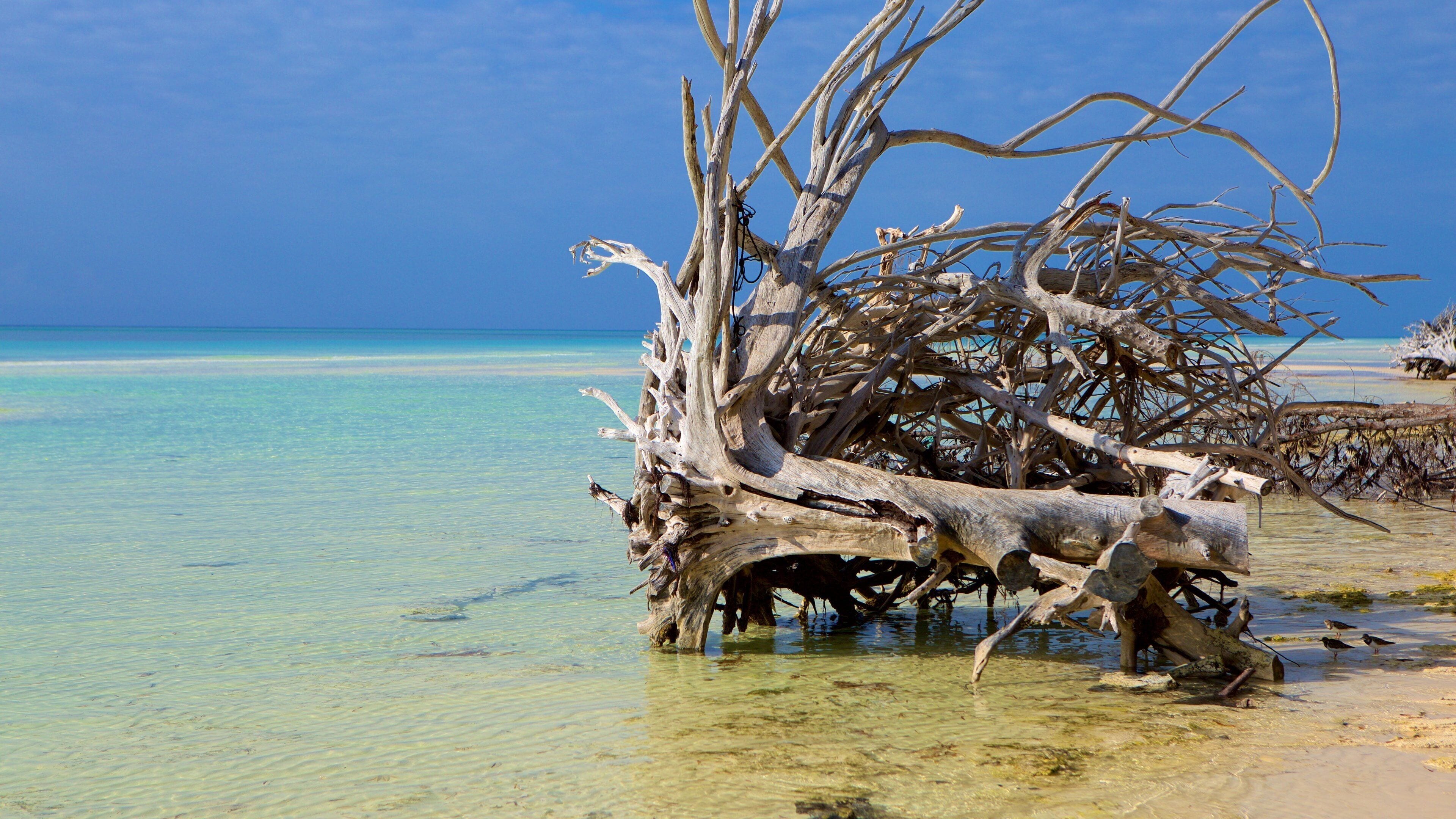 Bahamas ofreciendo vista general a la costa