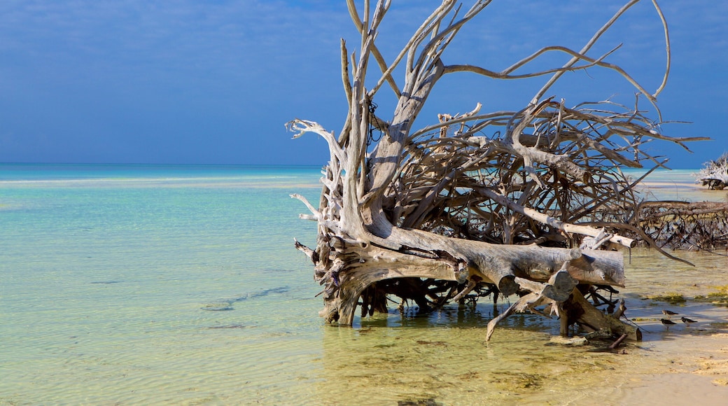 Bahamas featuring general coastal views