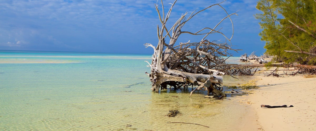 Gold Rock Beach showing a beach
