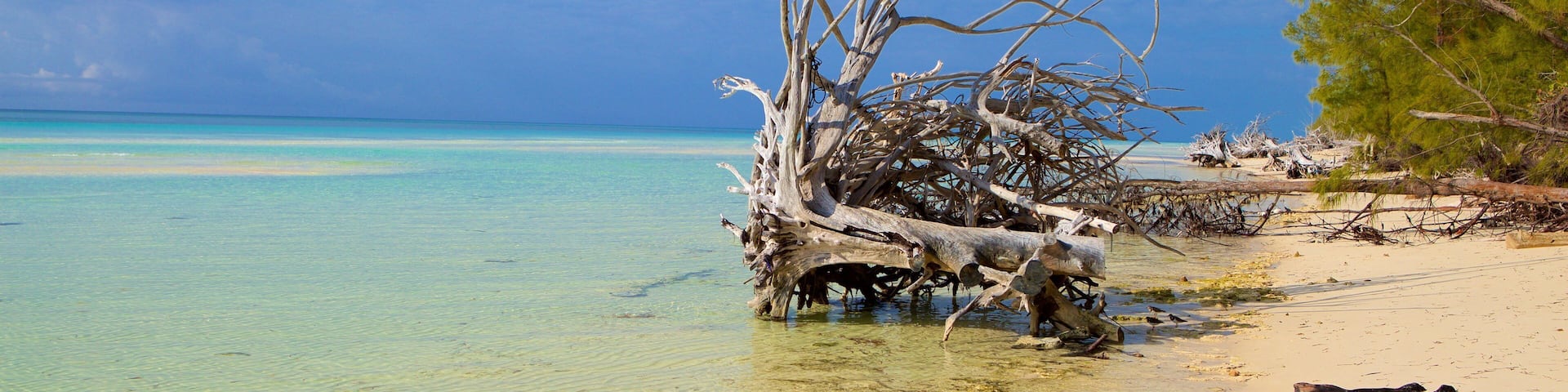 Gold Rock Beach showing a beach