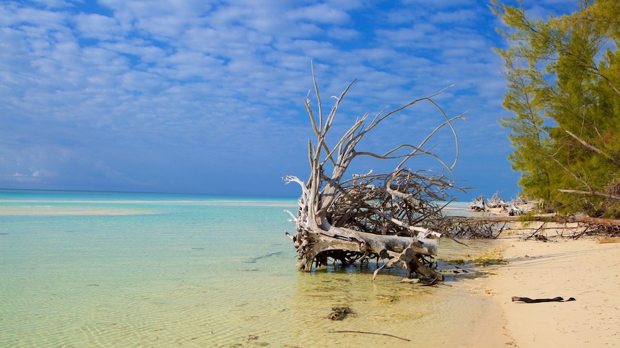 Gold Rock Beach featuring a sandy beach