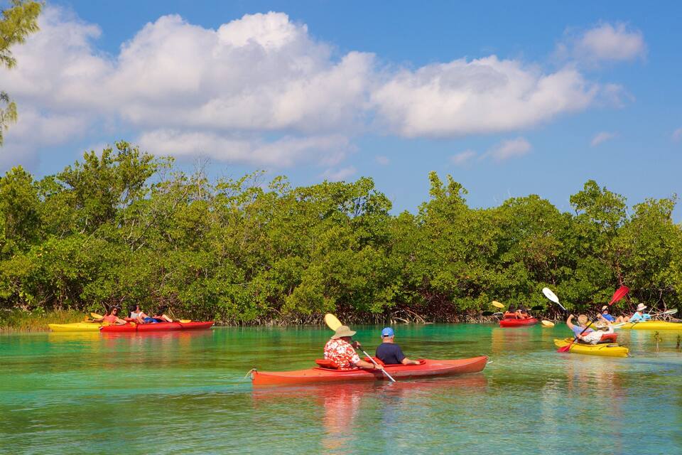A group of people kayaking on a calm, turquoise water body surrounded by dense green mangrove trees under a clear blue sky.