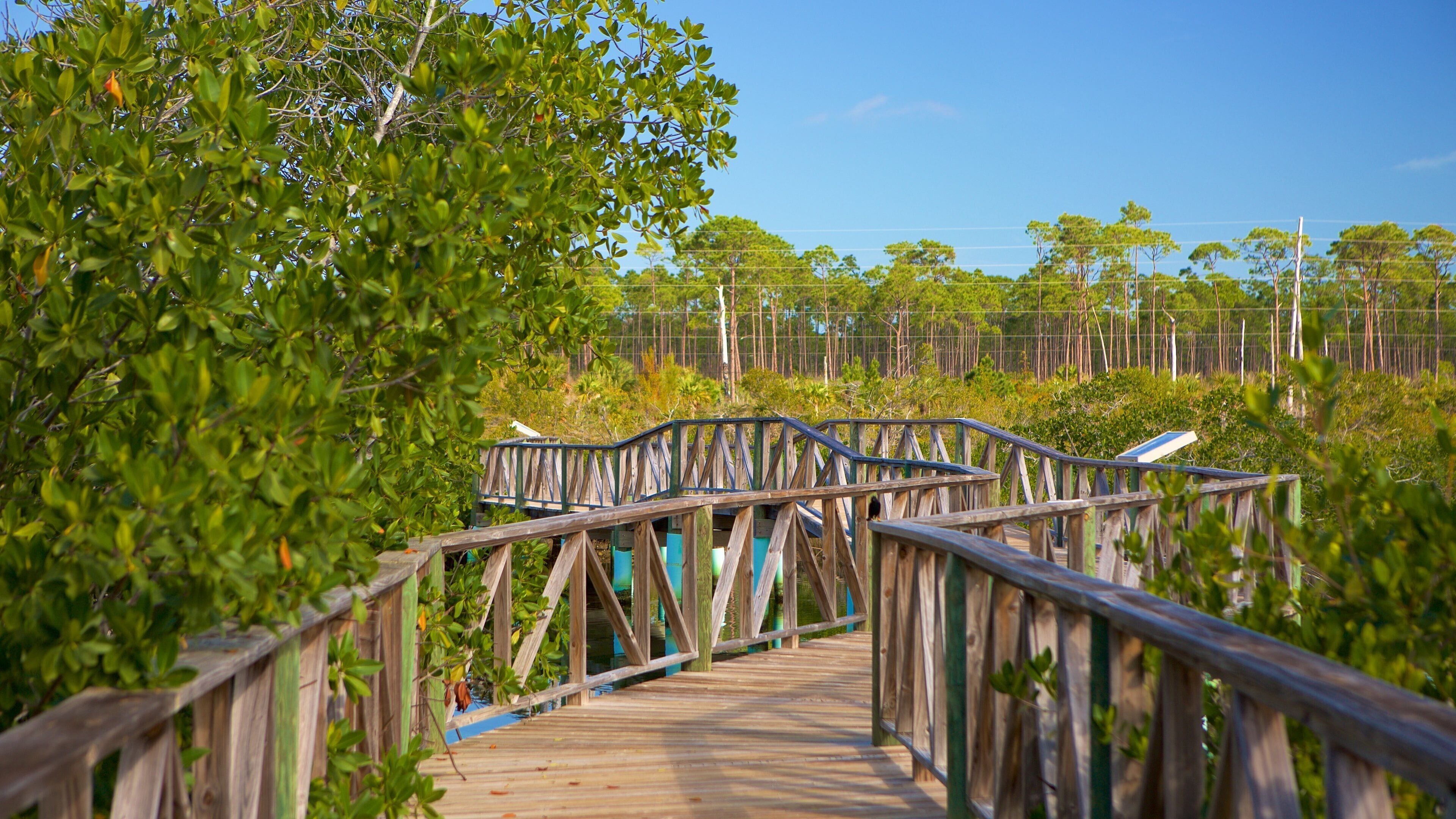 Parc national de Lucayan montrant pont et mangroves