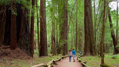 Armstrong Redwoods State Park ofreciendo escenas forestales y también una pareja