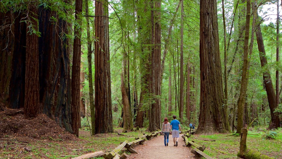 A forested trail with tall trees and a wooden walkway.