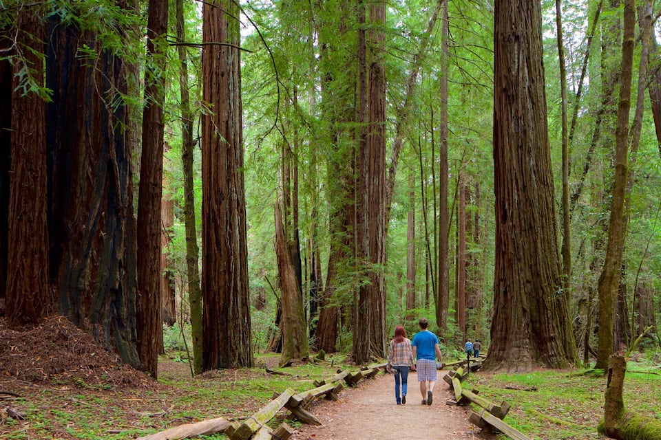 Un sentier forestier bordé de grands arbres et doté d’une passerelle en bois.