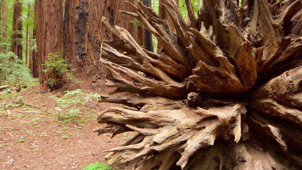 A large fallen tree with exposed roots in a forest.