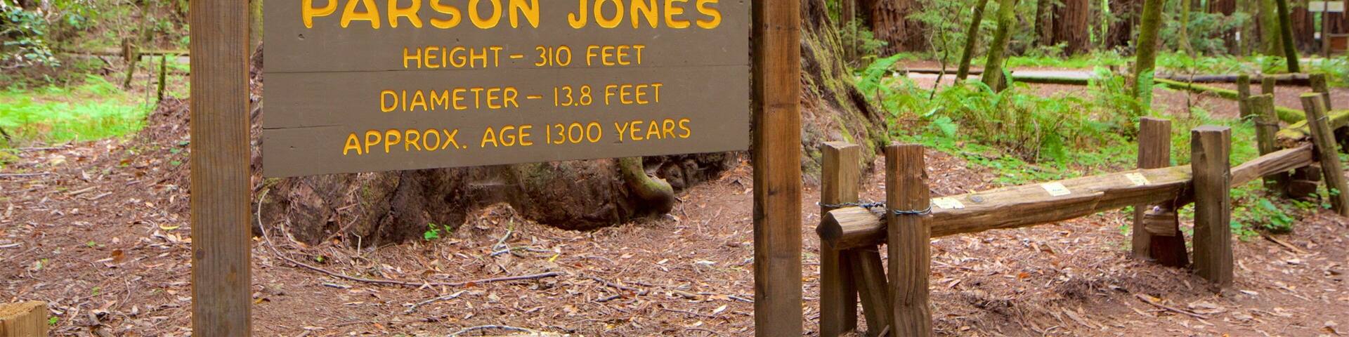 Un letrero con detalles sobre Parson Jones, incluyendo su altura, diámetro y edad aproximada.