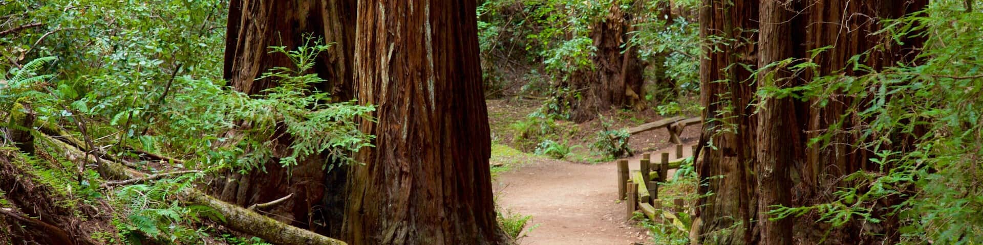 Armstrong Redwoods State Park which includes forest scenes