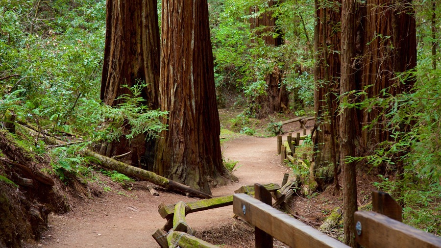 Armstrong Redwoods State Park which includes forest scenes