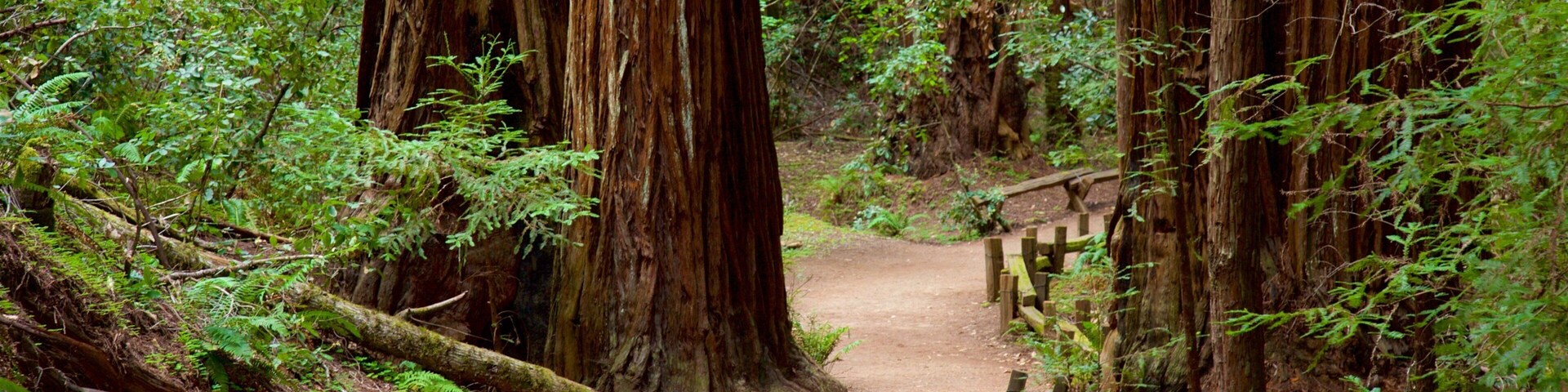 Armstrong Redwoods State Park ofreciendo bosques