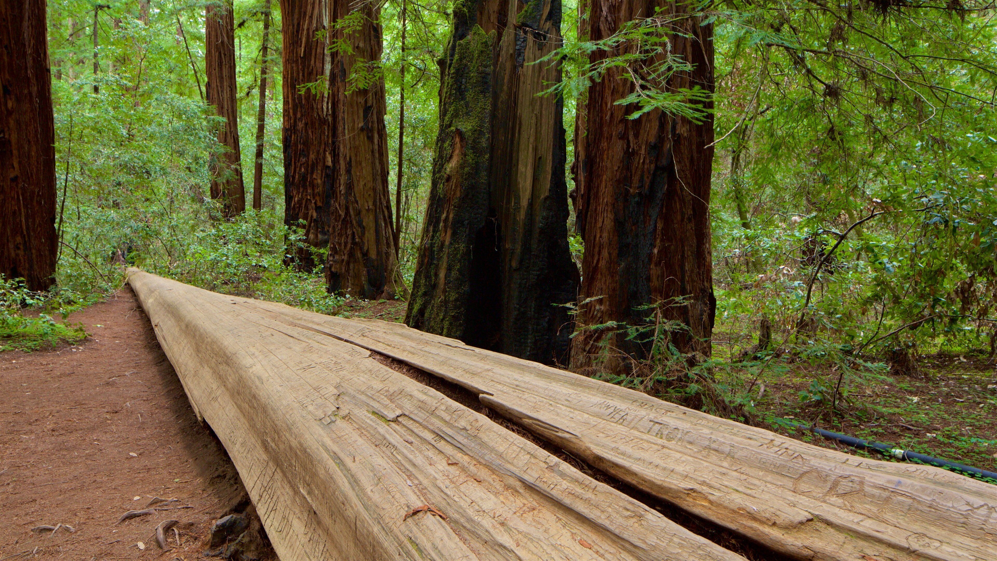 Armstrong Redwoods State National Reserve bevat bossen