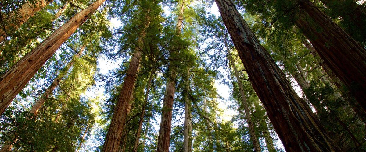 Réserve naturelle Armstrong Redwoods