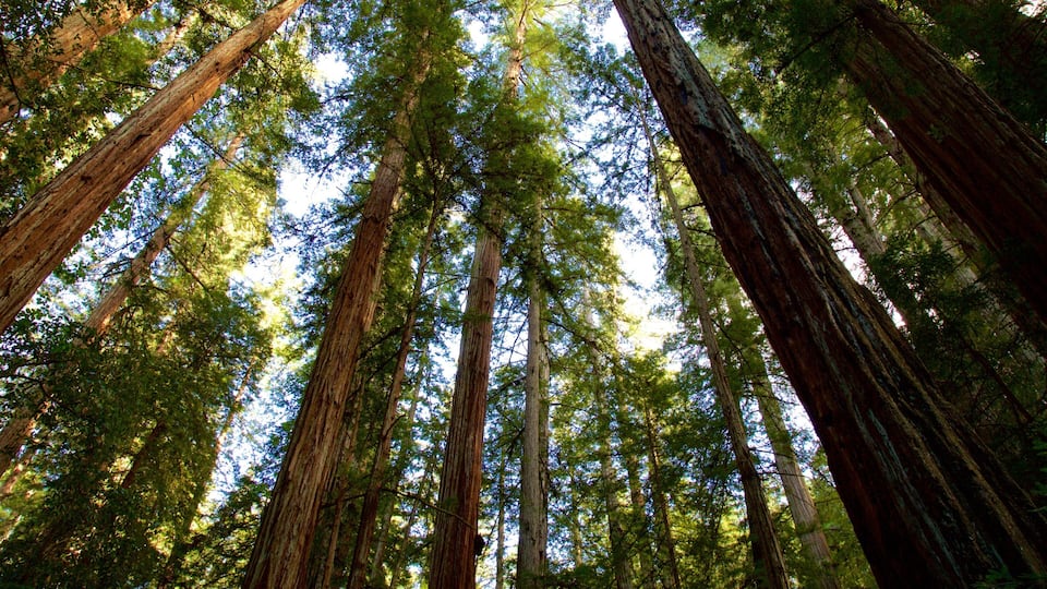 Tall trees in a forest.