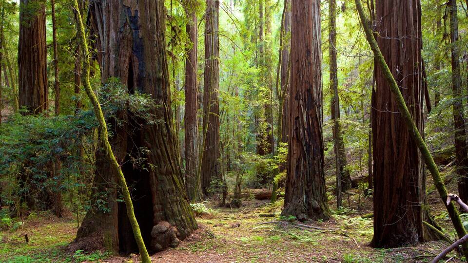 A dense forest with tall trees and a moss-covered ground.