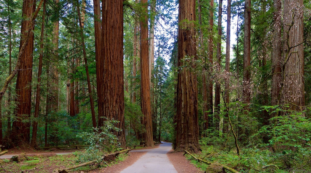 Armstrong Redwoods State Park featuring forest scenes