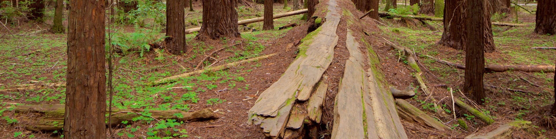 A forest with a fallen log path.
