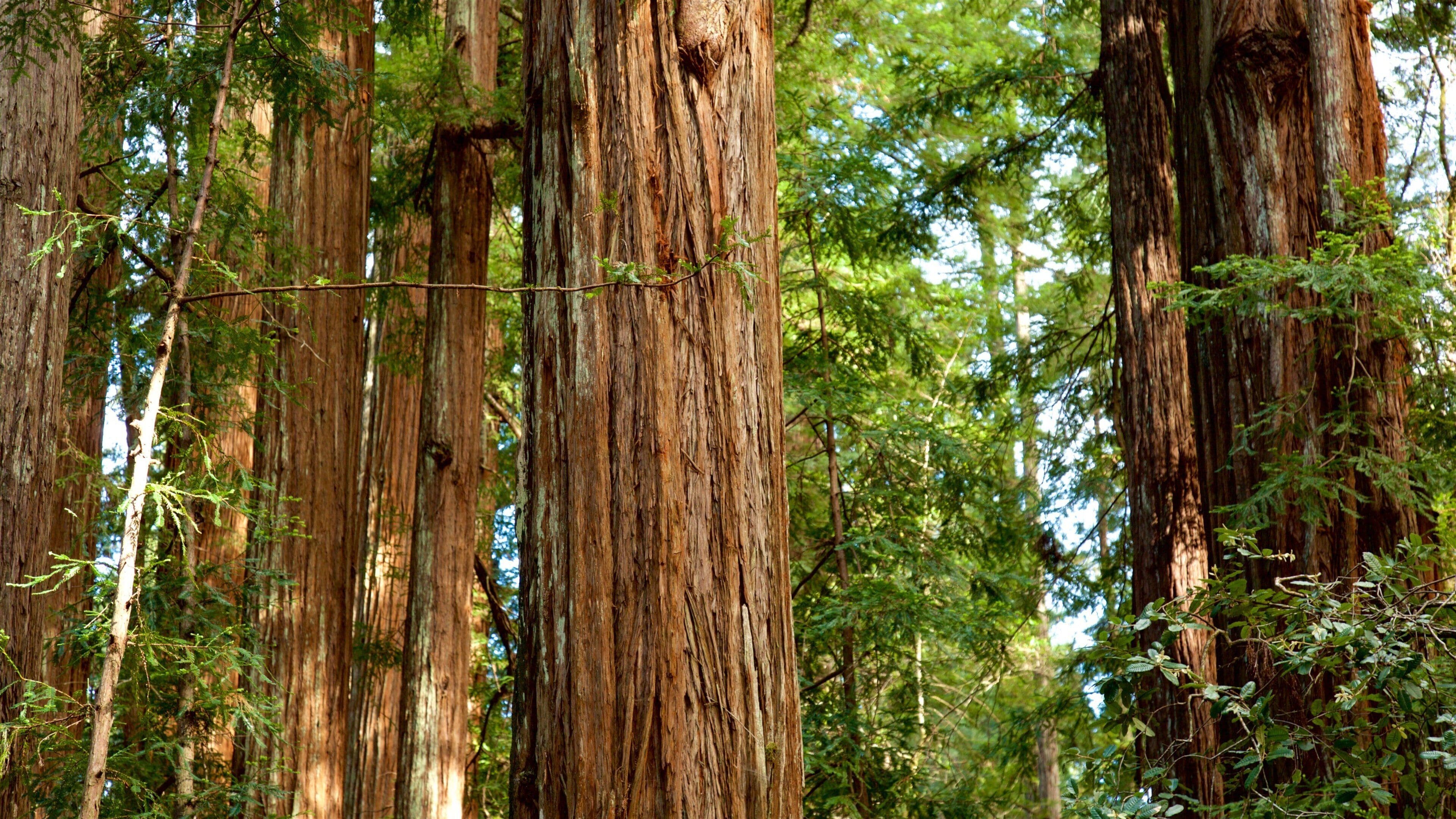 Tall redwood trees in a dense forest.