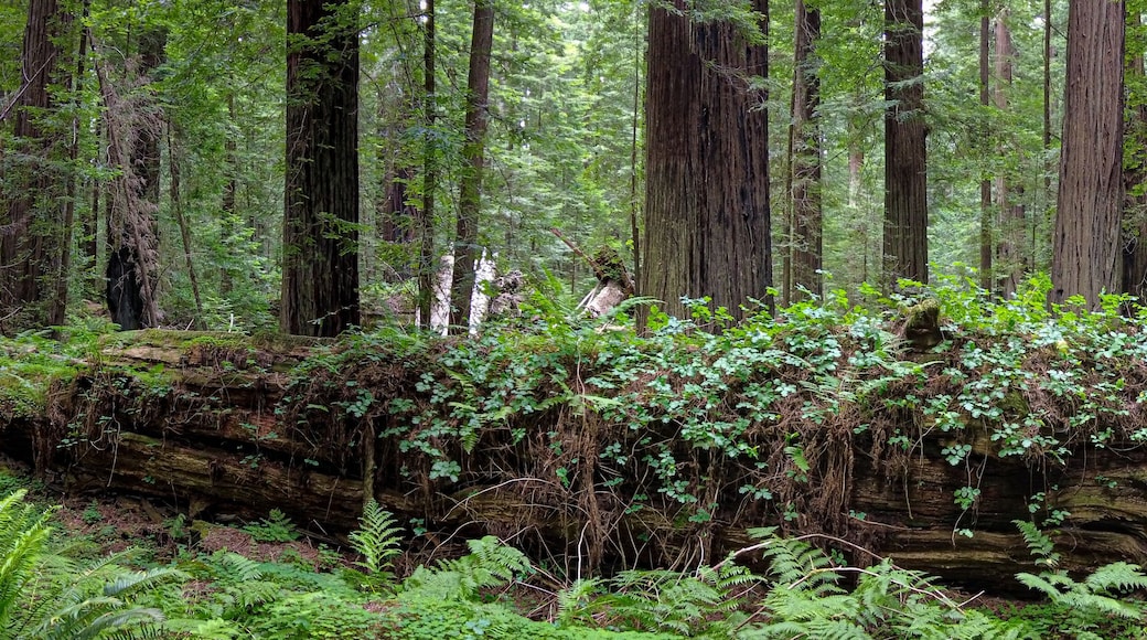 Humboldt Redwoods State Park