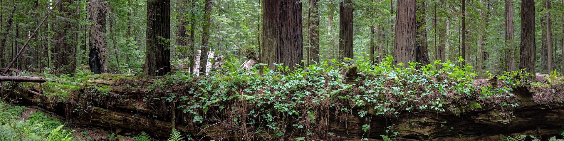 Coastal Redwood trees, Sequoia sempervirens, thrive in the moist climate in Humboldt Redwoods State Park, Northern California. There are over 100 trees in this park that grow over 350 feet tall.