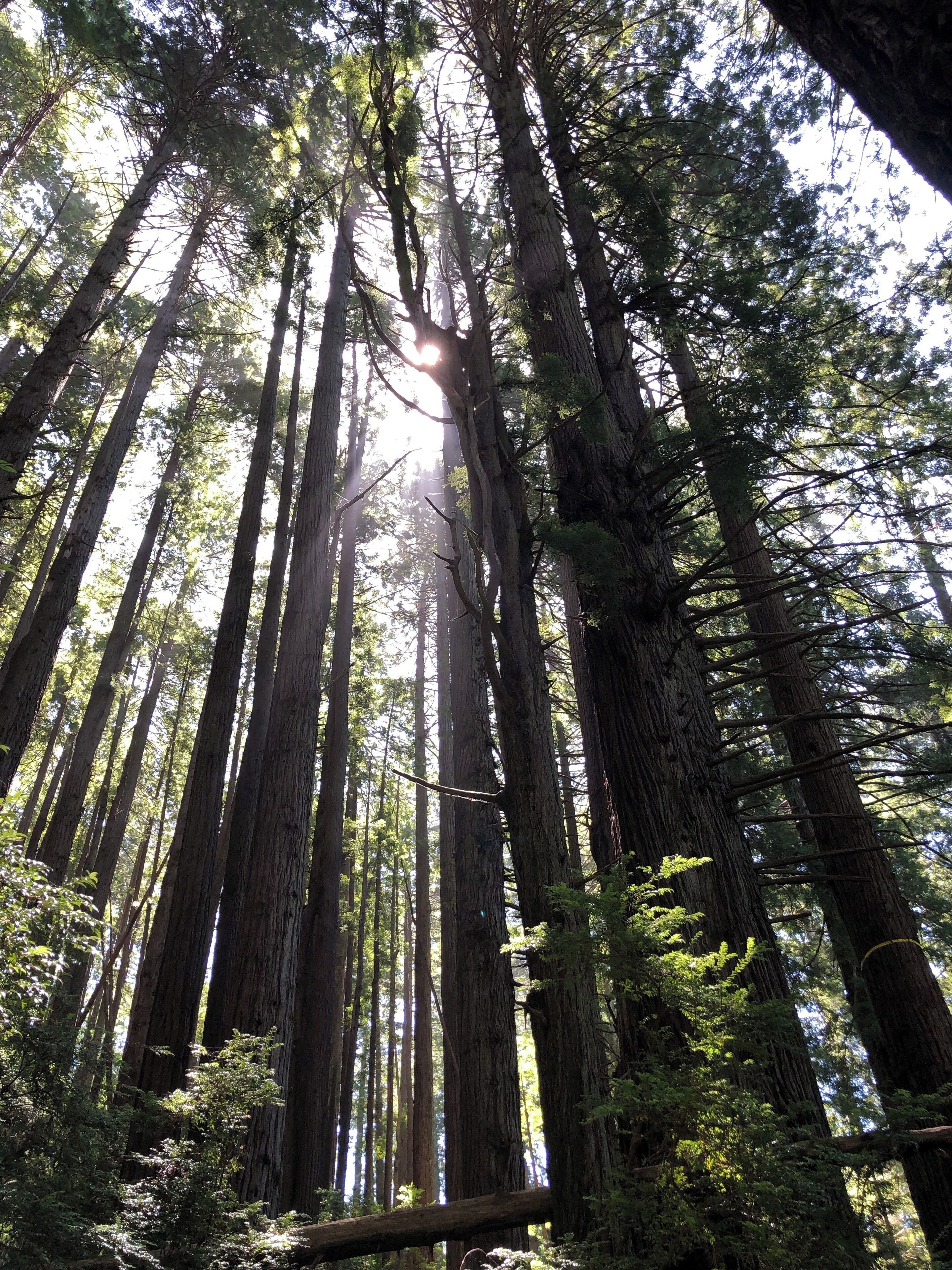 Enjoyed a peaceful day in the redwoods at Trees of Mystery!